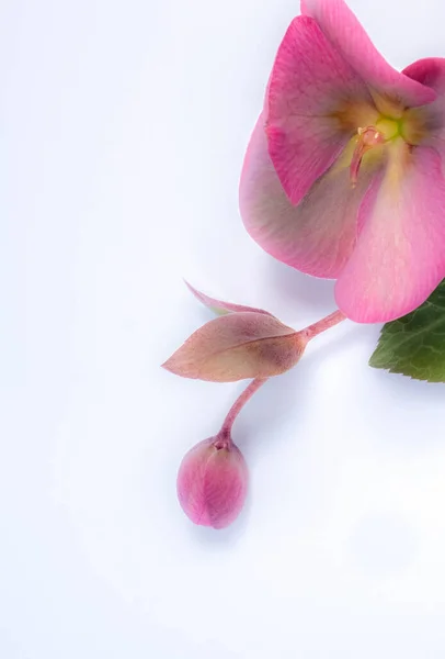 Blurred photo of a flower hellebore on a white background. Spring flowers concept, copy space. Pictures for stories.