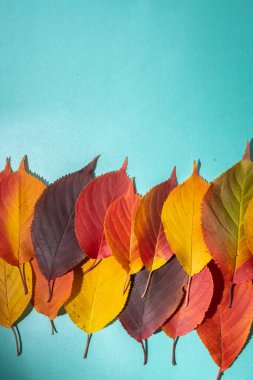 Mavi arka planda renkli sonbahar yapraklarının sınırı. Üst görünüm, alanı kopyala. 