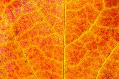 Turuncu sonbahar yaprağının dokusu yakın plan. makro fotoğraf. Sonbahar konsepti.