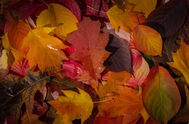 Parlak renkli sonbahar yapraklarının arka planı, üst manzara. Karanlık fotoğraf. Tam çerçeve