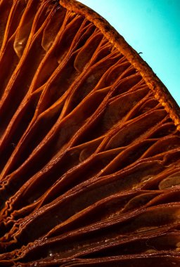 Yaban mantarının iç yüzeyinin makro fotoğrafı. Bulanık ve seçici odaklanma. Dikey fotoğraf