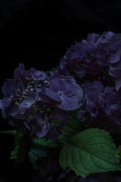 Закрыть Фиолетовый Гортензии Цветы Черном Фоне Размытое Избирательное Фокусирование Фото — стоковое фото