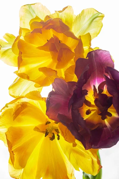 Yellow Purple Tulips Close White Background Blur Selective Focus Beautiful — стоковое фото
