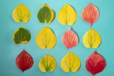 Kırmızı, sarı ve yeşil sonbahar yaprakları mavi arka planda. 