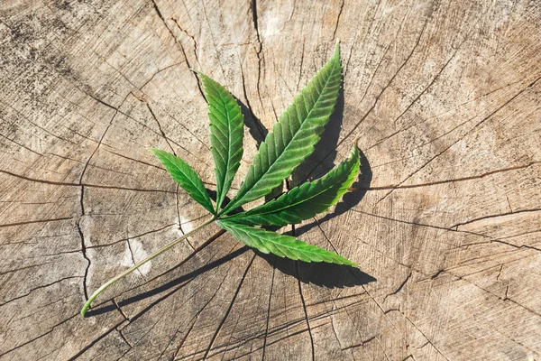 Una foglia di cannabis su uno sfondo di legno. — Foto Stock