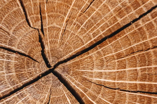 Hout textuur, close-up — Stockfoto