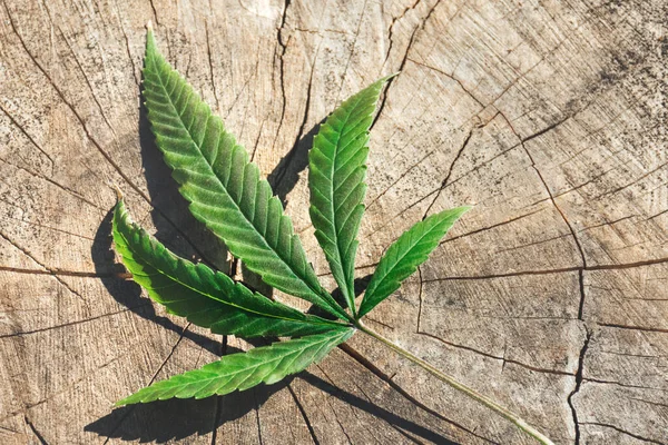 Una Foglia Cannabis Marijuana Uno Sfondo Strutturato Legno Coltivazione Canapa — Foto Stock