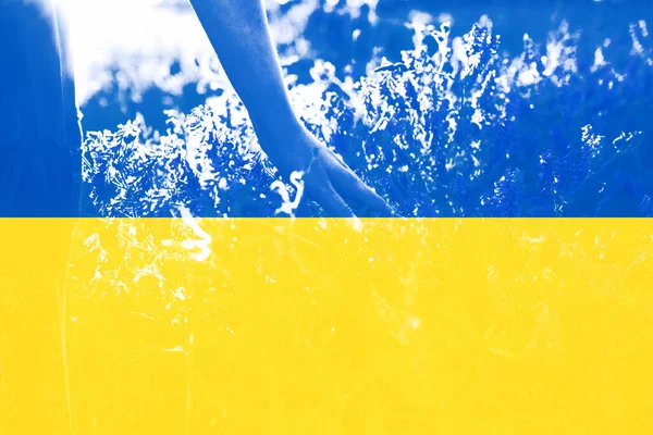 背景是黄色和蓝色的 就像乌克兰国旗一样 女孩的手碰了碰田野里的草 2022年色彩示范 祖国的自由和信仰概念 — 图库照片