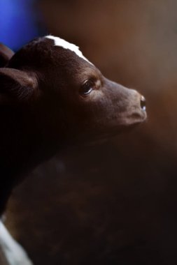 Yeni doğmuş inek. Genç süt ürünleri, siyah arka planda, çiftlikte kahverengi beyaz buzağı..