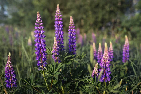 Fält för lila lupiner — Stockfoto