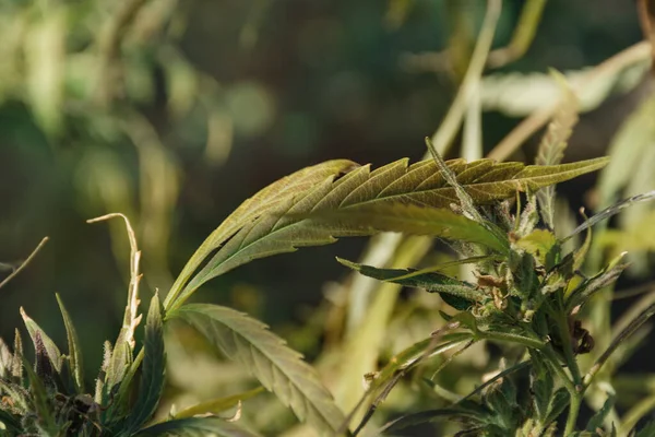 Foglie Canapa Marijuana Sfondo Naturale Coltivare Cannabis Medicinale Come Analgesico — Foto Stock