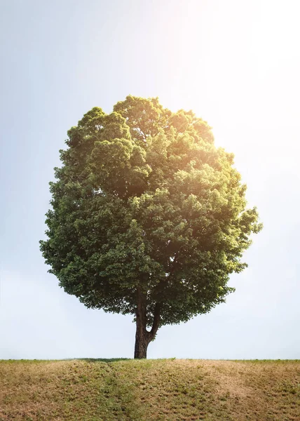 Güneşli bir günde tarlada yapayalnız bir ağaç. Güzel parlak ışınlar. Konuşmana dikkat et. Metin için bir yer ya da kitap için bir kapak.