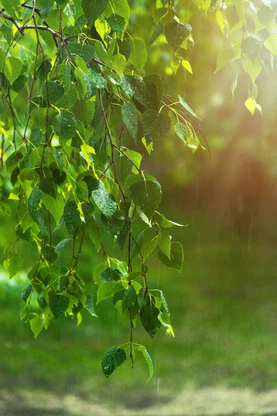 Foglie Betulla Verde Rami Sotto Pioggia All Alba Raggi Sole — Foto Stock