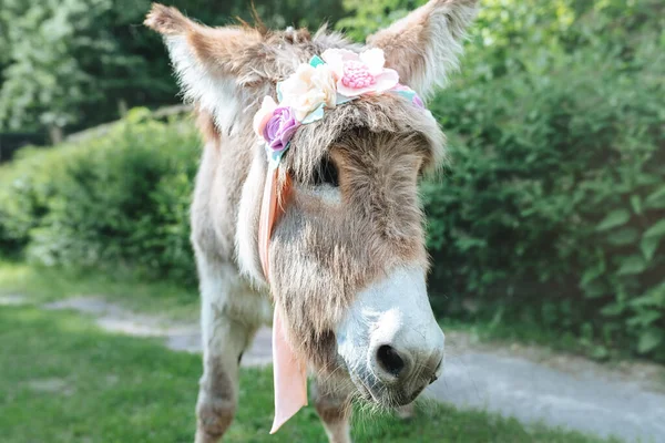 Burro Gris Una Corona Flores Cabeza Día Soleado Patio — Foto de Stock