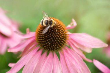 Bahçedeki çiçeğin polenindeki arı.