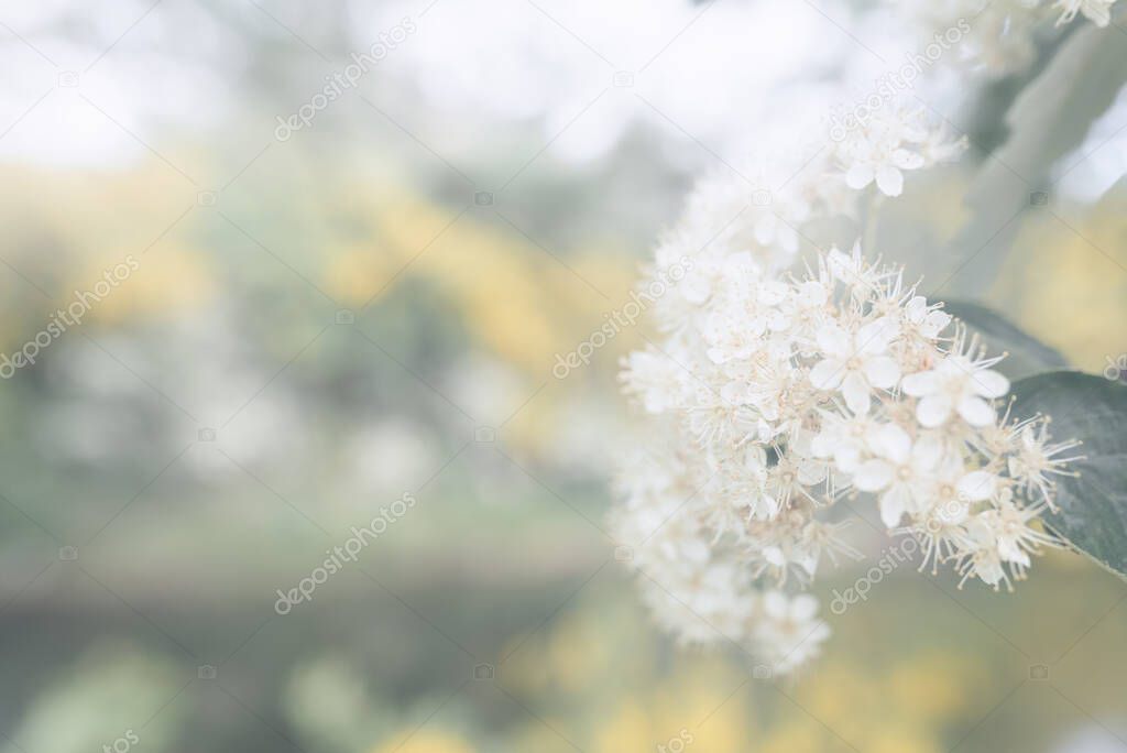 White hawthorn flowers on a blurred background. Morning spring fog. Soft selective focus. Natural composition with copy space for text.