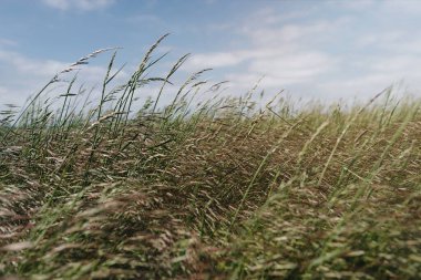 Bir bahar sabahı çim biçmek. Yumuşak güneş ışınları. Güzel bir arka plan ya da doku. Yumuşak seçici odaklanma. Kopya alanı ile doğal bileşim.