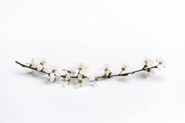 Beyaz arka planda çiçek açan kiraz ağacının narin bahar dalı. Yumuşak odak, boşluğu kopyala.