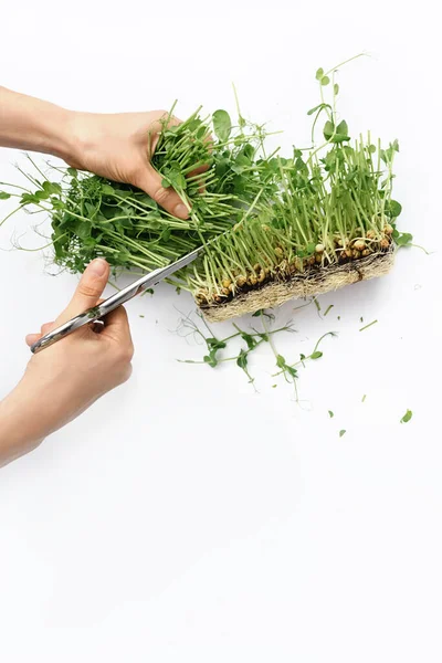 Beyaz arkaplanda bezelye mikroçimleri