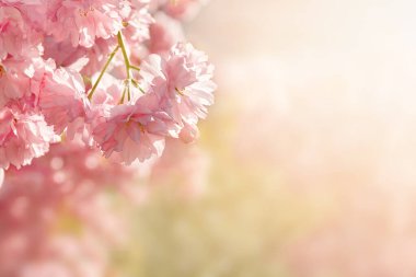 Açık havada güneşli bir bahar sabahının arka planında pembe güzel sakura 'nın yumuşak odağı. Doğanın çiçekli yatay yaz fotoğrafı. Rüya gibi romantik bir görüntü. Metin için alanı kopyala.