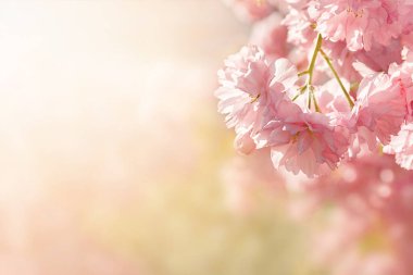 Açık havada güneşli bir bahar sabahının arka planında pembe güzel bahar sakurasının yumuşak seçici odağı. Doğanın çiçekli yatay yaz fotoğrafı. Rüya gibi romantik bir görüntü. Metin için alanı kopyala