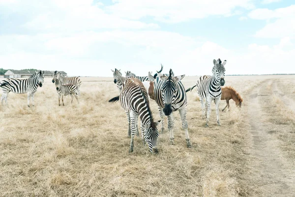 Zebras in the wild walk in the wild steppe in the reserve Askania Nova, Kherson region, Ukraine against the background of dry grass and blue sky. Soft focus.