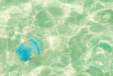 Büyük mavi denizanaları berrak mavi turkuaz deniz suyunda yüzer veya dans eder ve dinlenme tehlikesi yaratır. Güneş ışığı suyun içinden geçer, ışık ve gölge yaratır. Yumuşak Seçili Odak