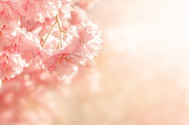 Açık havada güneşli bir bahar sabahının arka planında pembe güzel sakura 'nın yumuşak seçici odağı. Doğanın çiçekli yatay yaz fotoğrafı. Rüya gibi romantik bir görüntü. Metin için alanı kopyala.