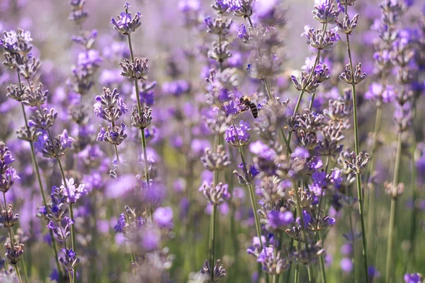 Weicher Selektiver Fokus Des Violetten Lavendelfeldes Biene Sammelt Blütenstaub Anbau — Stockfoto