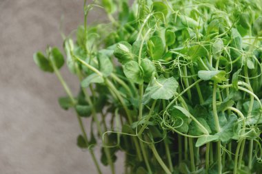 Soft selective focus Green microgreen pea sprouts on a gray brick wall background. Concept of vegan and healthy food. Germination of seeds at home. Copy space.