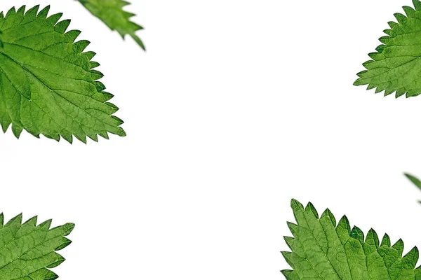 Close Nettle Leaves All Sides White Background Medicinal Plant Used — ストック写真