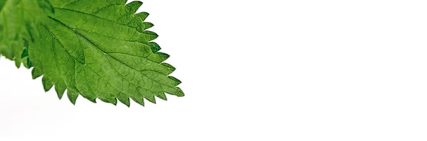 Banner Made Close Nettle Leaves White Background Fresh Young Shoots — Foto Stock