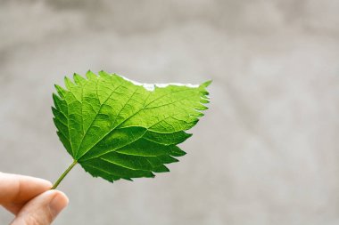 One green stinging nettle leaf in hand on gray background. Direct view. Medicinal plant. Used in folk medicine, homeopathy, cosmetology, phytotherapy. Soft selective focus