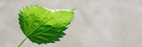 Banner Made One Green Stinging Nettle Leaf Gray Background Direct — Foto Stock