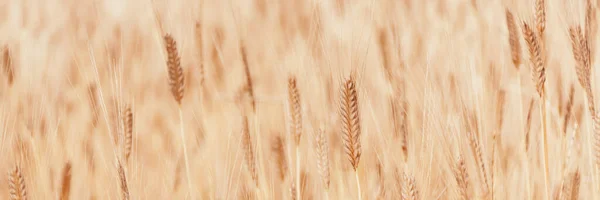 Banner Feito Foco Desfocado Campo Orelhas Douradas Milho Trigo Agricultura — Fotografia de Stock