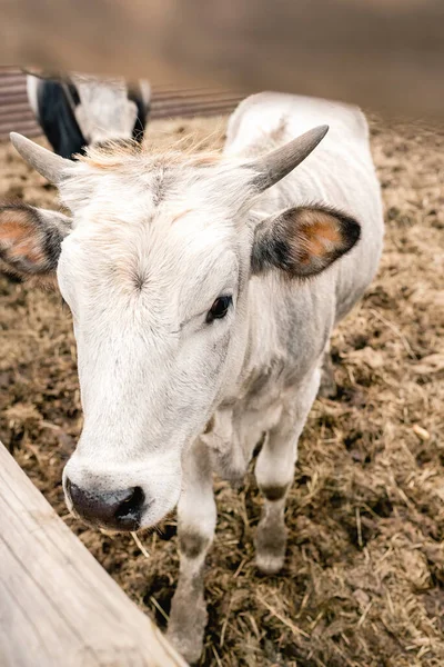 Close-up of white cow in fence on farm outdoors. Agriculture. Vertical photo.