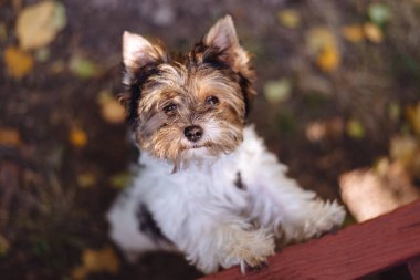 Güzel Yorkshire Terrier köpeği yukarı bakıyor. Sıcak bir sonbahar günü. Küçük ve sadık bir arkadaş. Yumuşak Seçili Odak
