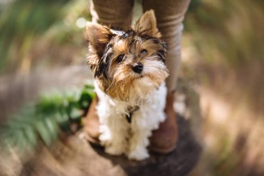 Güzel Yorkshire Terrier köpeği yukarı bakıyor. Sıcak bir sonbahar günü. Küçük ve sadık bir arkadaş. Bulanık arkaplan. Yumuşak seçici odak