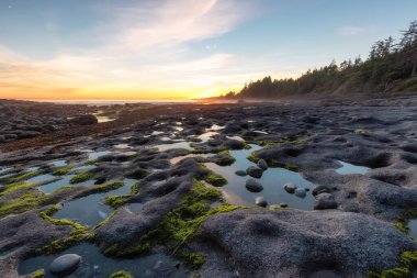 Pasifik Okyanusu 'nun batı kıyısındaki Botanik Plajı.