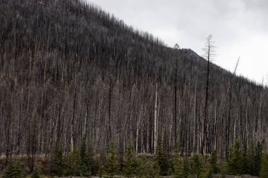 Kanada Rocky Dağları 'ndaki ağaçlar Orman yangını tarafından tahrip edildi ve yakıldı