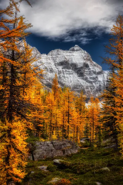 Scenic View of Yellow Larches Bomen met Canadese Rocky Mountains — Stockfoto