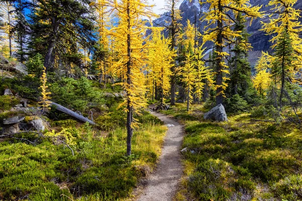 Malowniczy szlak turystyczny w lesie z żółtymi modrzewiami i kanadyjskimi górami skalistymi — Zdjęcie stockowe