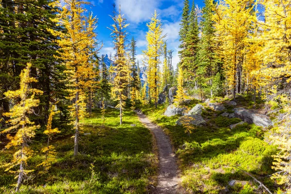 Trilha Caminhadas Cênicas na floresta com Larches Amarelos Árvores e Montanhas Rochosas Canadenses — Fotografia de Stock