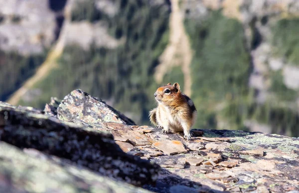 Small Chipmunk up on a rocky Canadian Mountain. — Stock Photo, Image