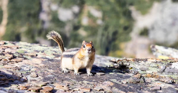 Mała wiewiórka na skalistej Kanadyjskiej Górze. — Zdjęcie stockowe