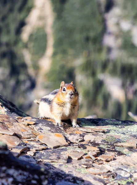 在加拿大岩石山上的小花栗鼠. — 图库照片