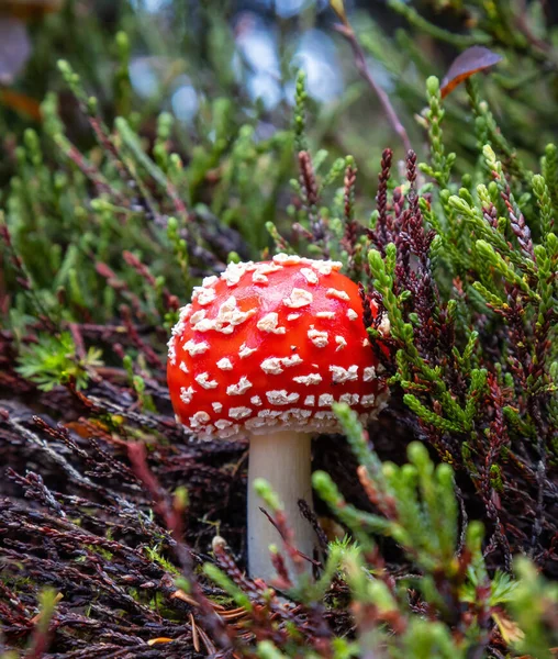 Amanita muscaria jesienią w Parku Prowincji Garibaldi — Zdjęcie stockowe