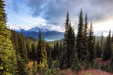 Kanada doğasında yeşil ağaçlar. Sunny Güz Sezonu.