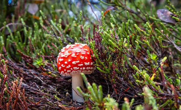 Amanita muscaria jesienią w Parku Prowincji Garibaldi — Zdjęcie stockowe