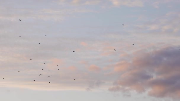 Ptaki latające po niebie. Kolorowe zachmurzenie zachodu słońca. — Wideo stockowe